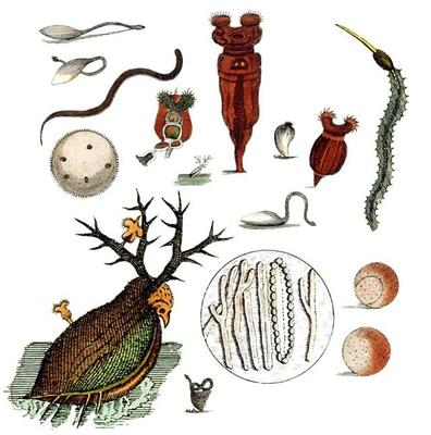 與上帝平起平坐的微生物 生物起源于它，人類未來(lái)依靠它